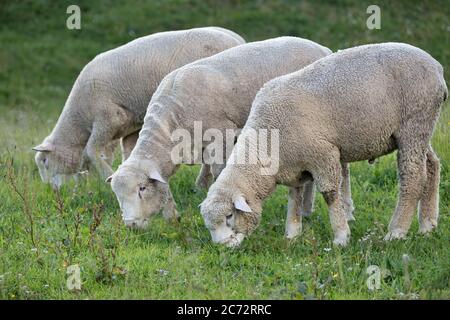 Drei Schafe weiden auf einer Wiese Stockfoto