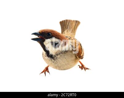 Sperlinge als die häufigsten Vögel in der menschlichen Umwelt. Eurasischer Baumsperling (Passer montanus) in Dynamik isoliert auf weißem Hintergrund Stockfoto