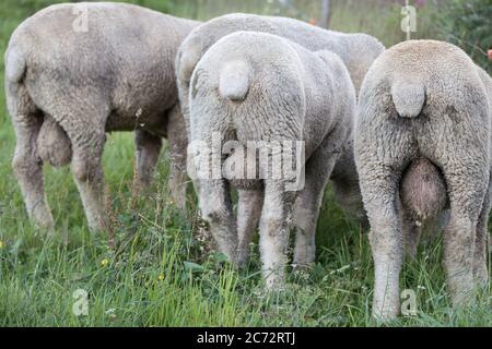 Drei männliche Schafe weiden auf einer Wiese Stockfoto