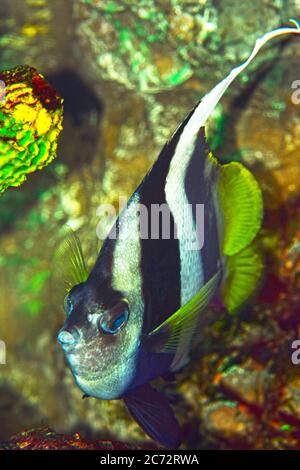 wimpel-Koralfisch (Heniochus acuminatus), Stockfoto