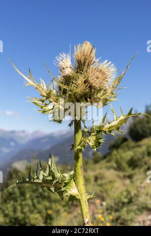 Blühende Kratzdistel in den schweizer alpen Stockfoto