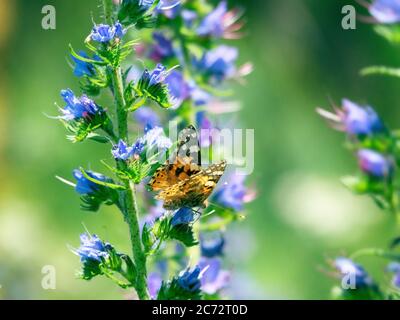 Viper-Bugloss (Echium vulgare)-Blütenstand. Blutergüsse, die von vielen Volksnamen bekannt sind: Blaue Farbe blackamoor Gras, Kornblumenfeld, Romantik, Liebesmädchen, Stockfoto