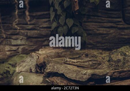 aligator in einer Umgebung auf Stein versteckt Stockfoto