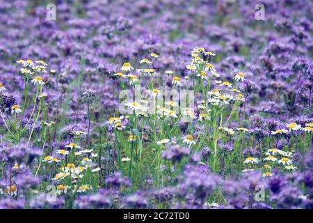 Matricaria chamomilla auf Wildblumenwiese-camomilla auf dem Feld. Blühende Wildblumen im Sommer Stockfoto