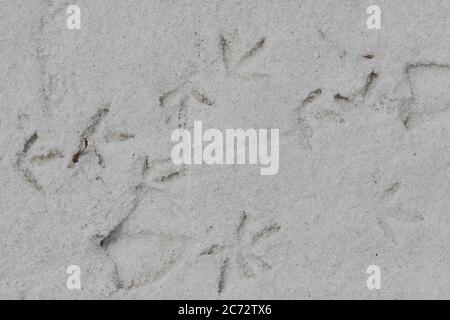 Vogelfußwege in einem Sandstrand mit Textur. Stockfoto