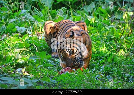 tiger sitzt und isst im Wald Stockfoto