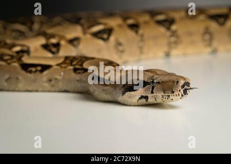 Boa Constrictor Schlange auf weißem Hintergrund Stockfoto