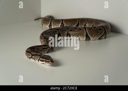 Royal Python Schlange auf weißem Hintergrund Stockfoto