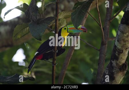 Kielschnabeltukan, Ramphastos sulfuratus, schwefelhaltiger Tukan, Regenbogenschnabeltukan, schöner farbenfroher Vogel Sittin auf Baumzweig, der Früchte isst Stockfoto