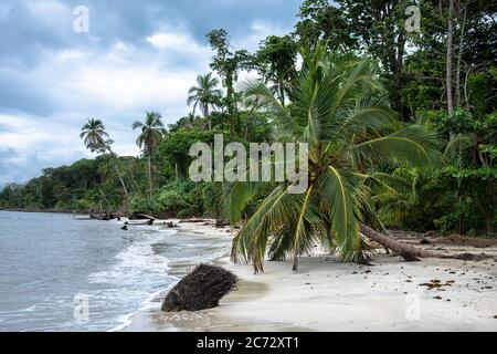 Einsame Palme am wilden karibikstrand, Costa Rica cahuita mittelamerika, carib Paradies, gebogene krumme gebogene Palme wilde rohe Natur Regenwald Stockfoto