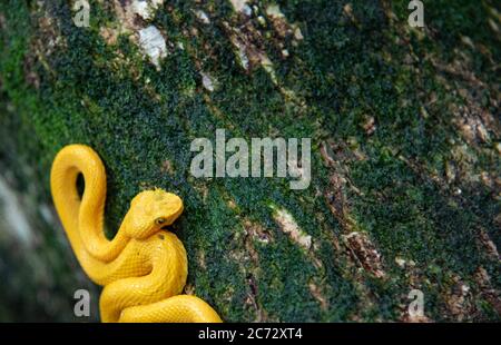 Gelbe Wimpernviper, Bothriechis schlegelii, Cahuita Nationalpark Regenwald, wildes und gefährliches tödliches Tier, leuchtend goldene Viper Stockfoto