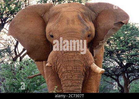 Ein riesiger afrikanischer Buschelefant (Loxodonta africanum) mit Blick auf die Kamera im Erindi Reserve, Omaruru, Namibia. Stockfoto