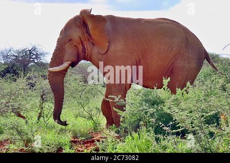 Ein riesiger männlicher afrikanischer Buschelefant (Loxodonta africanum), der durch die Regenzeit-Busch- und Dornenbäume im Erindi Reserve, Omaruru, Namibia, spaziert. Stockfoto