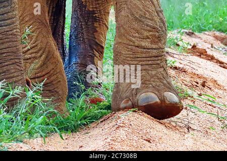 Die Fuß- und Rüsseldetails eines riesigen afrikanischen Buschelefanten (Loxodonta africanum), der auf Sand im Erindi Reservat, Omaruru, Namibia, läuft. Stockfoto