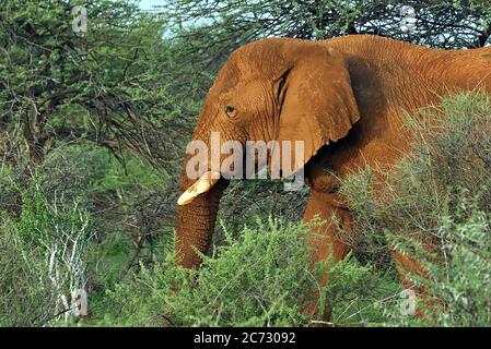 Ein riesiger männlicher afrikanischer Buschelefant (Loxodonta africanum), der durch die Regenzeit-Busch- und Dornenbäume im Erindi Reserve, Omaruru, Namibia, spaziert. Stockfoto