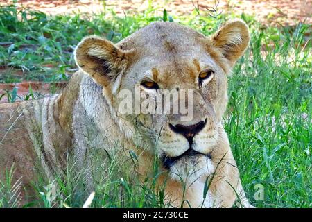 Eine wilde Löwin (Panthera leo), die im Grasland der Regenzeit im Erindi Reserve in der Nähe von Omaruru, Namibia, liegt. Stockfoto