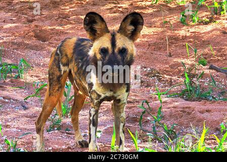 Ein afrikanischer Wildhund (Lycaon pictus), oder gemalter Wolf, der in der Wüste der Regenzeit des Erindi Reservats in der Nähe von Omaruru, Namibia, steht. Stockfoto