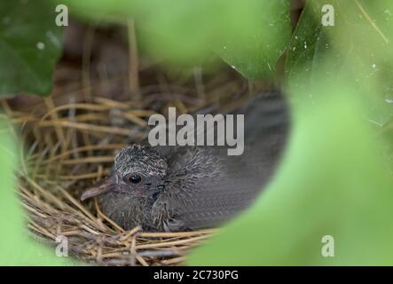Eine neugeborene Trauertaube, die sich auf Bodenhöhe in einem verschobenen Nest ausruht. Stockfoto