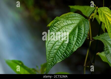 Las Cascadas, Los Yungas, Bolivien Stockfoto