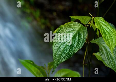 Las Cascadas, Los Yungas, Bolivien Stockfoto