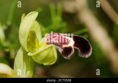 Profilansicht einer roten Makula-Version der Wildorchidee Omega Ophrys Blume (Ophrys dyris aka Ophrys omegaifera subsp. Dyris) über einem natürlichen Rückenwurm Stockfoto