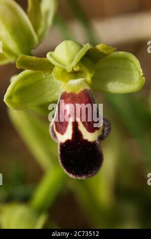 Übersicht einer roten Makula-Version der Wildorchidee Omega Ophrys Blume (Ophrys dyris aka Ophrys omegaifera subsp. Dyris) über einem natürlichen Hintergrund. A Stockfoto