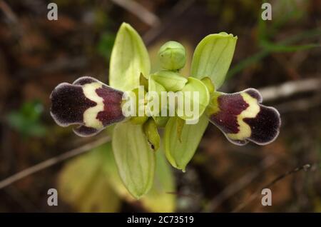 Übersicht über die braune Version von zwei Blüten der Wildorchidee Omega Ophrys (Ophrys dyris aka Ophrys omegaifera subsp. Dyris) auf natürlichem Hintergrund. Stockfoto