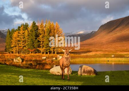 Majestätischer Hirsch mit Blick nach vorne in atemberaubender Glencoe-Landschaft. Stilles Wasser mit Reflexen, hohen Bäumen, Bergen und dramatisch bewölktem Himmel. Stockfoto