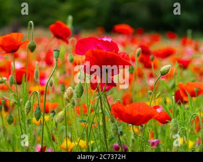 Rote und gelbe Mohnblumen, Knospen und Samenkapseln im Sommergarten Stockfoto