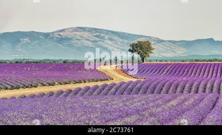 Lavendel-Feld in der Provence, Frankreich