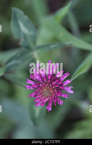 Trifolium pratense oder Wiesenklee aus nächster Nähe Stockfoto