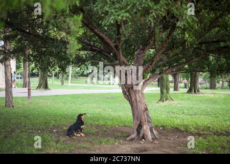 Lutalica, ein typischer serbischer streunender Hund, verlassen, sitzen und starren auf einen Baum in einem Park des Stadtzentrums von Belgrad, in Serbien, die als Impor Stockfoto