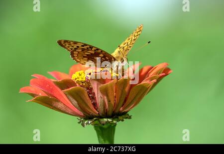 Nahaufnahme des Großspanigleschmetterlings (Speyeria cybele), der im Sommer in Quebec, Kanada, eine orangefarbene Zinnia-Blüte ernährt und bestäubt. Stockfoto