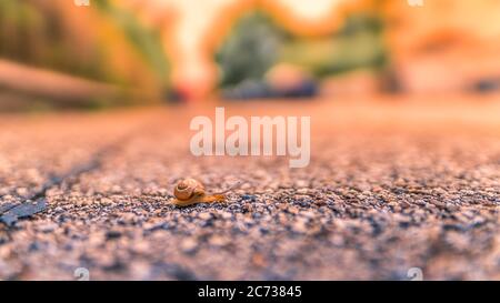 Kleine Schnecke auf einer Straße bei Sonnenuntergang Stockfoto