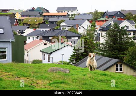 Ein weißer männlicher Färöer Schafe auf dem Hügel eines Wohnviertels mit Häusern im Hintergrund.Torshavn.Streymoy.Färöer Inseln. Stockfoto