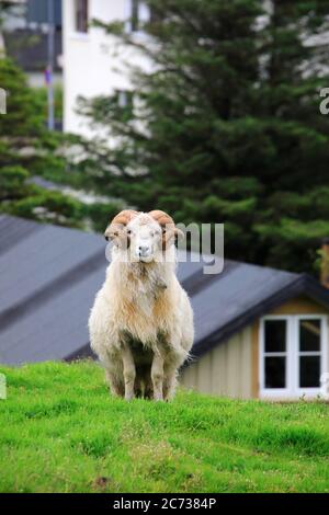 Ein weißer männlicher Färöer Schafe auf dem Hügel eines Wohnviertels mit Häusern im Hintergrund.Torshavn.Streymoy.Färöer Inseln. Stockfoto
