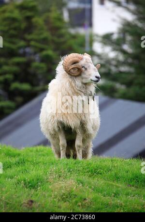 Ein weißer männlicher Färöer Schafe auf dem Hügel eines Wohnviertels mit Häusern im Hintergrund.Torshavn.Streymoy.Färöer Inseln. Stockfoto