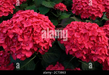 Hortensia macrophylla, rote Blume, Hortensien Stockfoto