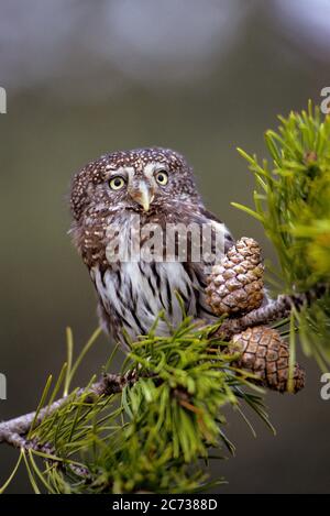 90S SINGLE NORTHERN PYGMY OWL GLAUCIDIUM GNOMA AUF KIEFERNZWEIG MIT KIEFERNZAPFEN BLICK AUF KAMERA THRONT - KB30108 ULR001 HARS EI-VERLEGUNG ALTMODISCH Stockfoto