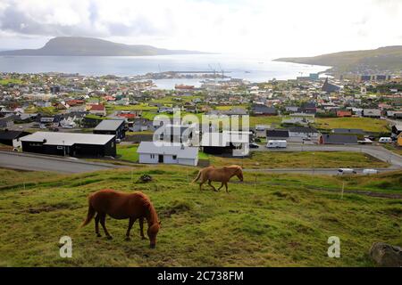 Pferde auf Gras schlottern mit dem Blick auf Torshavn und Hafen im Hintergrund.Torshavn.Streymoy. Färöer-Inseln.Territorium von Dänemark Stockfoto