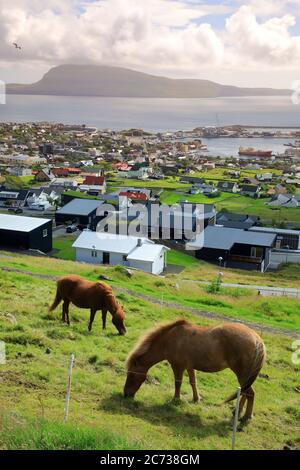 Pferde auf Gras schlottern mit dem Blick auf Torshavn und Hafen im Hintergrund.Torshavn.Streymoy. Färöer-Inseln.Territorium von Dänemark Stockfoto