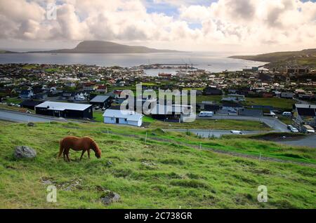 Pferde auf Gras schlottern mit dem Blick auf Torshavn und Hafen im Hintergrund.Torshavn.Streymoy. Färöer-Inseln.Territorium von Dänemark Stockfoto