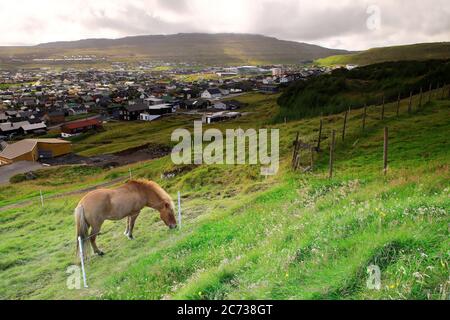 Pferde auf Gras schlottern mit dem Blick auf Torshavn und Hafen im Hintergrund.Torshavn.Streymoy. Färöer-Inseln.Territorium von Dänemark Stockfoto