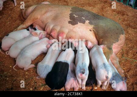 1990ER ZEHN KLEINE SCHWEINCHEN FERKEL BABY SCHWEINE ALLE GLEICHZEITIG FÜTTERUNG AUF MUTTERSCHWEIN SOW ZITZEN - KH12283 LGA001 HARS LEBENSMITTEL LANDWIRTSCHAFT GLEICHE WEITWINKEL HUNGRIGE SÄUGETIERE HIGH-ANGLE HOG VERNETZUNG SCHWEINEHALTER FARMEN PROJEKTION A AT IN ON OPPORTUNITY POLITIK SCHWEINEFLEISCH VERBINDUNG KONZEPT 10 ANBAU ERNÄHRUNG FERKEL SCHWEINE SOW UNTERSTÜTZUNG WACHSTUM SÄUGETIER MÜTTER GLEICHZEITIG SÄT ZITZENZUSAMMENGEHÖRIGKEIT ALTMODISCH Stockfoto