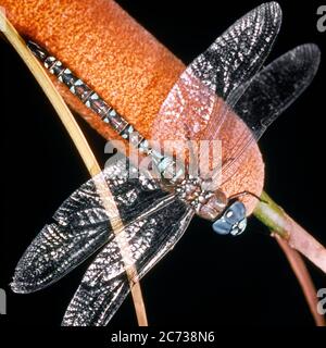 1980ER KAISER LIBELLE ODER BLAU KAISER ANAX IMPERATOR AUF MEHRJÄHRIGE ROHRKOLBEN ODER BULLUSH PFLANZE SITZEN - KI4275 LAN001 HARS ALTMODISCH Stockfoto