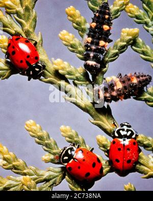 1960S 1970S DREI ERWACHSENE MARIENKÄFER / EUROPA MARIENKÄFER / NORDAMERIKA KÄFER COCCINELLA SEPTEMPUNCTATA MIT ZWEI LARVEN AUF ZWEIG - KI738 LAN001 HARS ALTMODISCH Stockfoto