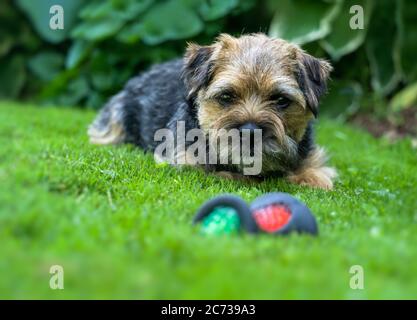 Junge Grenze Terrier draußen im Garten. Stockfoto
