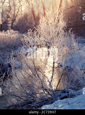 1980ER WINTER STREAM SONNENLICHT HERVORHEBUNG FROST AUF ZWEIGEN CHESTER COUNTY PA USA - KW8050 HAM001 HARS RAUREIF EISIGE AUSSICHT WINTERLICHE CHESTER COUNTY SZENISCHEN SAISON ALTMODISCH Stockfoto