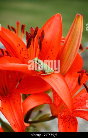 NEUNZIGER KLEINER AMERIKANISCHER GRÜNBAUMFROSCH AUF EINEM ORANGEN TIGERLILIE BLÜTENBLATT SITZEND - KZ4111 LGA001 HARS CLOSE-UP EINFARBIG GETUPFTER FROSCH-SITZBLATTBLÜTE JAHRESZEIT AMPHIBIEN FAUNA ALTMODISCH SOMMERLICH Stockfoto