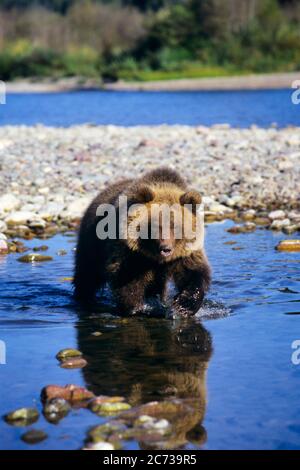 NEUNZIGER JAHRE SINGLE GRIZZLY BÄR URSUS ARCTOS HORRIBILIS WALKING IN RIVER MONTANA USA - KZ5110 HFF002 HARS GEFÄHRLICHE ZOOLOGIE GEFAHR UNSICHER URSUS ARCTOS URSUS ARCTOS HORRIBILIS URSUS HORRIBILIS BEARS MT URSUS ARCTOS ARCTOR HORRIBILIS GEFAHR RAUBTIER JÄGER SÄUGETIER FELSIGE BERGE SILBER ROTES FELL TIERWELT BRUIN GROSSEN BÄREN GROSS PLAINS GRIZZLY GRIZZLY TRAGEN ALTMODISCHEN URSINE Stockfoto